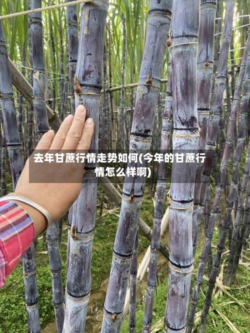 去年甘蔗行情走势如何(今年的甘蔗行情怎么样啊)