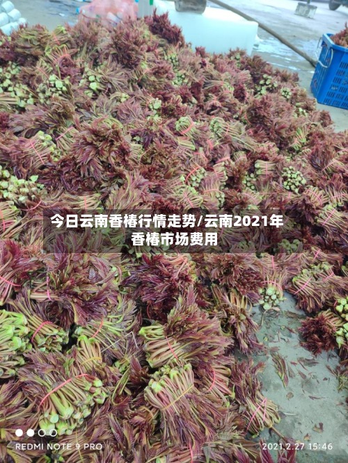 今日云南香椿行情走势/云南2021年香椿市场费用-第2张图片
