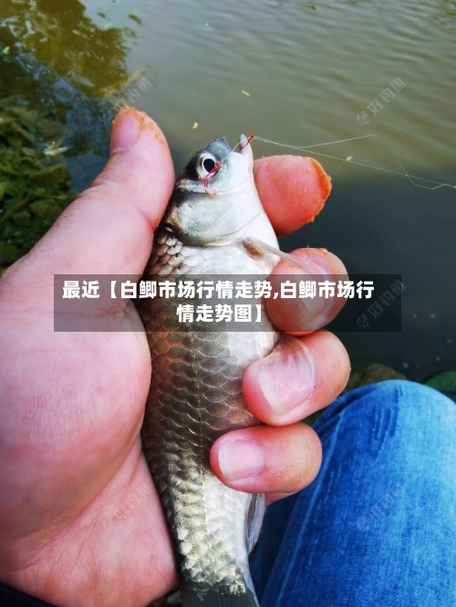 最近【白鲫市场行情走势,白鲫市场行情走势图】-第2张图片