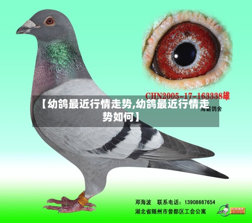 【幼鸽最近行情走势,幼鸽最近行情走势如何】