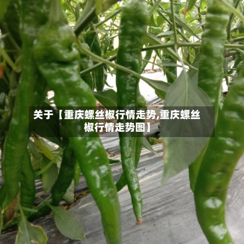 关于【重庆螺丝椒行情走势,重庆螺丝椒行情走势图】