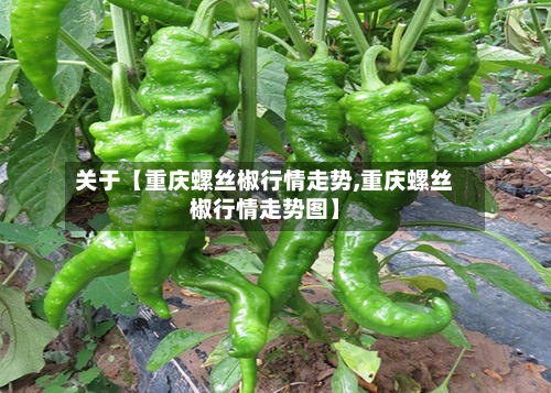 关于【重庆螺丝椒行情走势,重庆螺丝椒行情走势图】-第2张图片