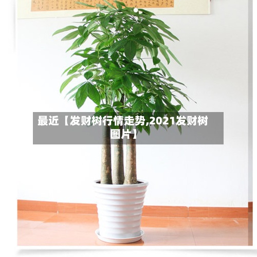 最近【发财树行情走势,2021发财树图片】