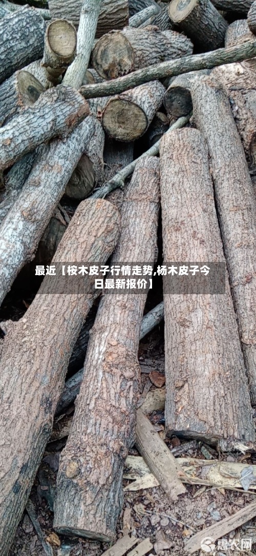 最近【桉木皮子行情走势,杨木皮子今日最新报价】