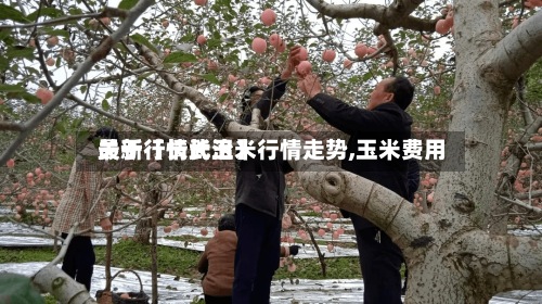 关于【长武玉米行情走势,玉米费用最新行情长治】