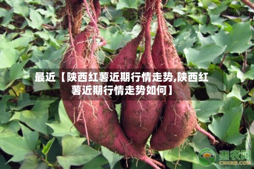 最近【陕西红薯近期行情走势,陕西红薯近期行情走势如何】-第2张图片