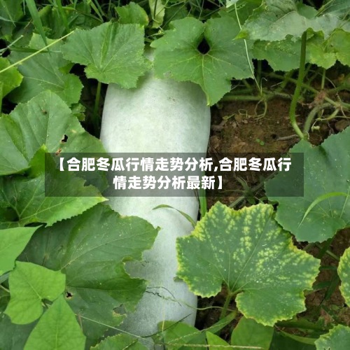 【合肥冬瓜行情走势分析,合肥冬瓜行情走势分析最新】