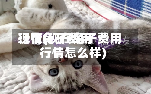 现在兔子费用
行情(现在兔子费用
行情怎么样)
