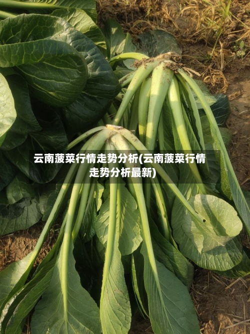 云南菠菜行情走势分析(云南菠菜行情走势分析最新)