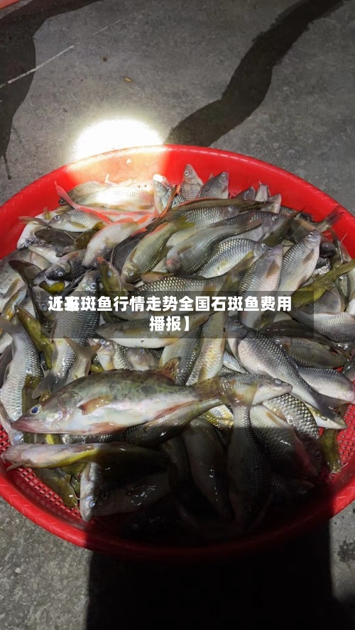 近来
【石斑鱼行情走势全国石斑鱼费用
播报】-第2张图片