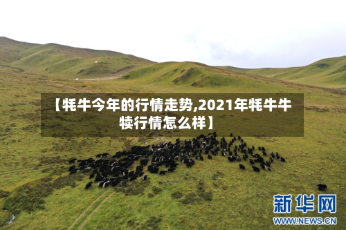 【牦牛今年的行情走势,2021年牦牛牛犊行情怎么样】-第3张图片