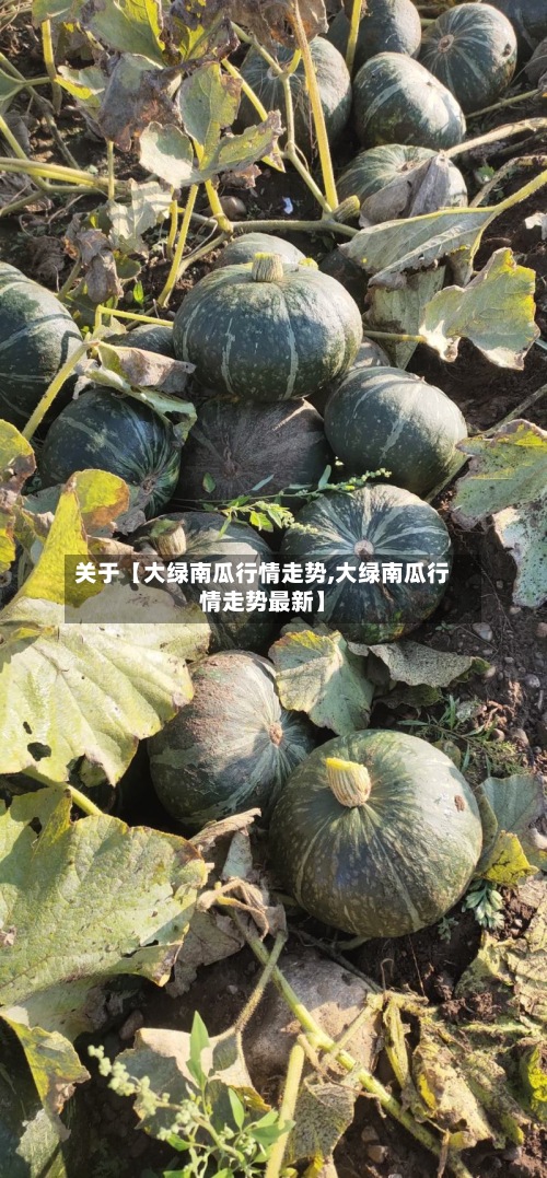 关于【大绿南瓜行情走势,大绿南瓜行情走势最新】