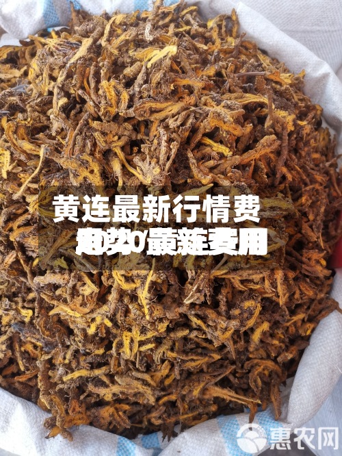 黄连最新行情费用走势/黄连费用2020最新费用
