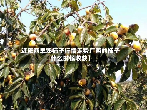近来
【广西早熟柿子行情走势广西的柿子什么时候收获】