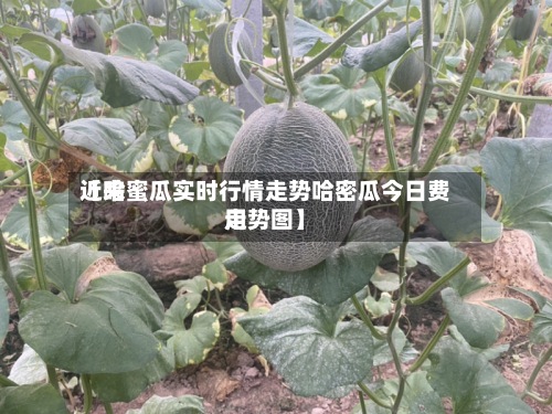 近来【哈蜜瓜实时行情走势哈密瓜今日费用走势图】