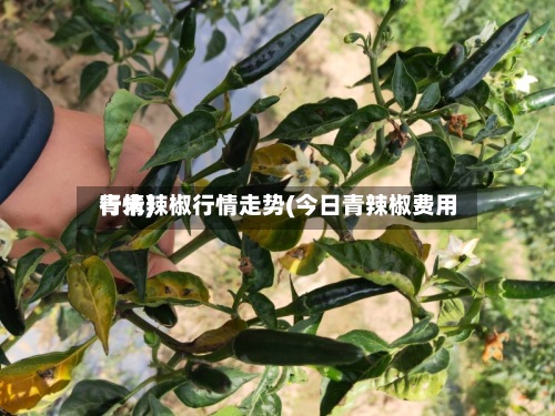 青米辣椒行情走势(今日青辣椒费用
行情)