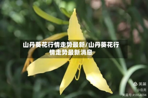 山丹葵花行情走势最新/山丹葵花行情走势最新消息