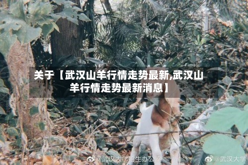 关于【武汉山羊行情走势最新,武汉山羊行情走势最新消息】-第3张图片