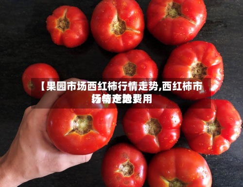 【果园市场西红柿行情走势,西红柿市场与产地费用
行情走势】-第3张图片