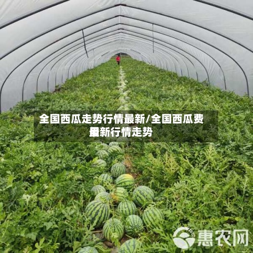 全国西瓜走势行情最新/全国西瓜费用
最新行情走势