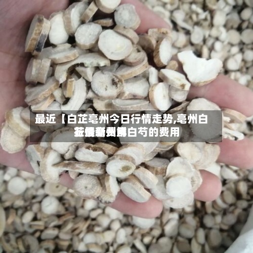 最近【白芷亳州今日行情走势,亳州白芷最新费用
行情亳州鲜白芍的费用
】-第2张图片