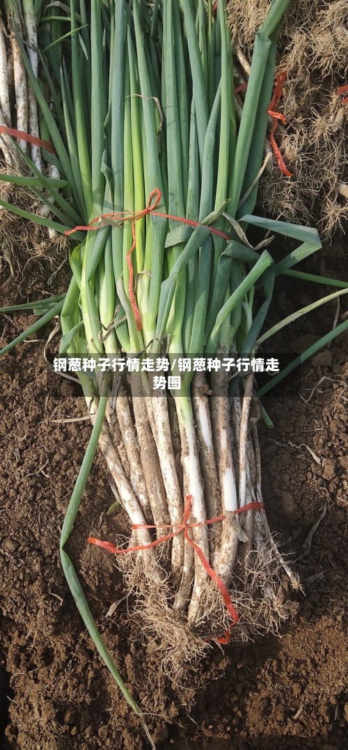 钢葱种子行情走势/钢葱种子行情走势图-第2张图片