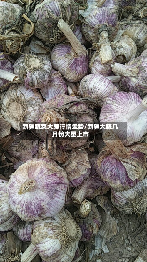 新疆蔬菜大蒜行情走势/新疆大蒜几月份大量上市-第2张图片