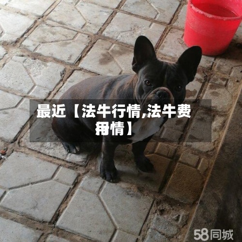 最近【法牛行情,法牛费用
行情】