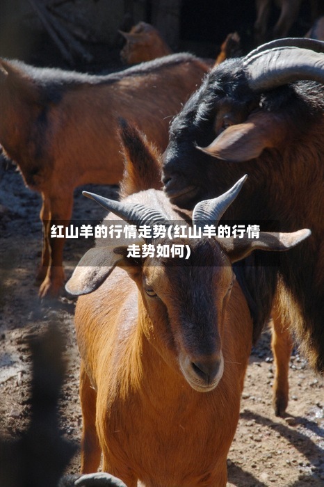红山羊的行情走势(红山羊的行情走势如何)