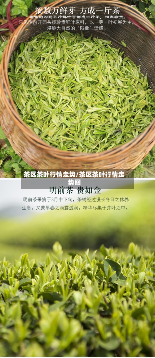 茶区茶叶行情走势/茶区茶叶行情走势图-第3张图片