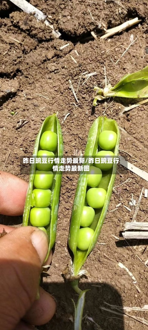 昨日豌豆行情走势最新/昨日豌豆行情走势最新图