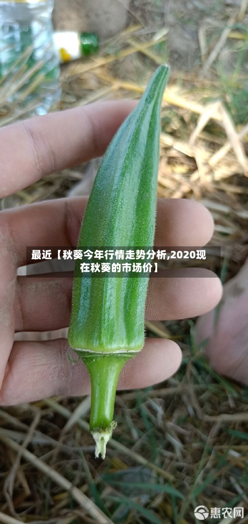 最近【秋葵今年行情走势分析,2020现在秋葵的市场价】