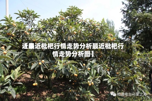 近来
【最近枇杷行情走势分析最近枇杷行情走势分析图】