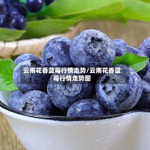 云南花香蓝莓行情走势/云南花香蓝莓行情走势图-第3张图片