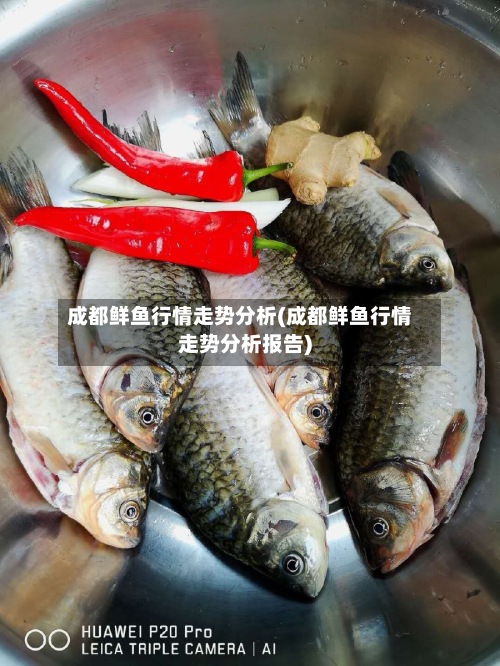 成都鲜鱼行情走势分析(成都鲜鱼行情走势分析报告)
