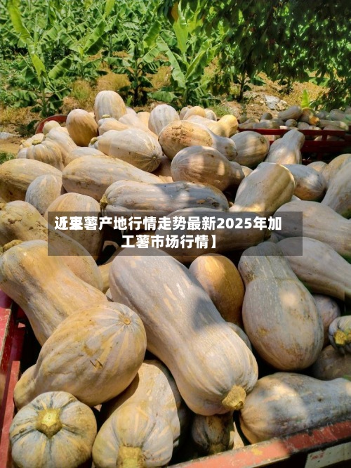近来
【豆薯产地行情走势最新2025年加工薯市场行情】-第3张图片