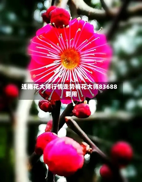 近来【梅花大师行情走势梅花大师83688费用】