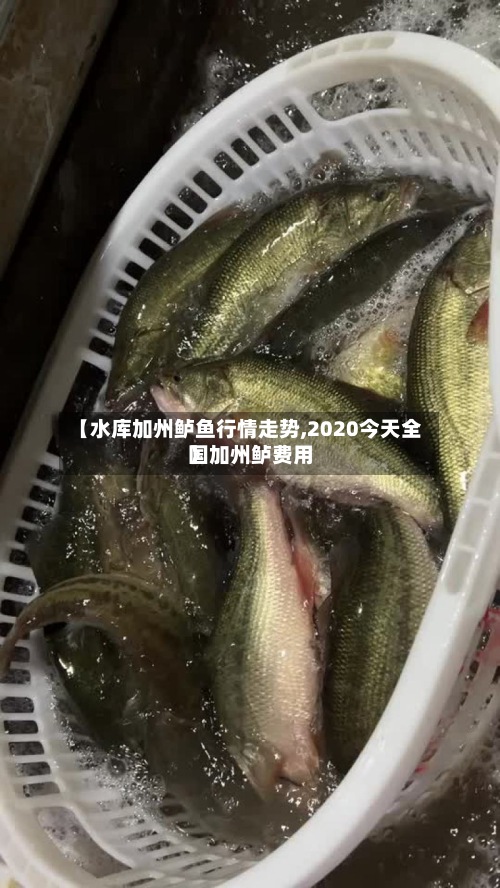 【水库加州鲈鱼行情走势,2020今天全国加州鲈费用
】