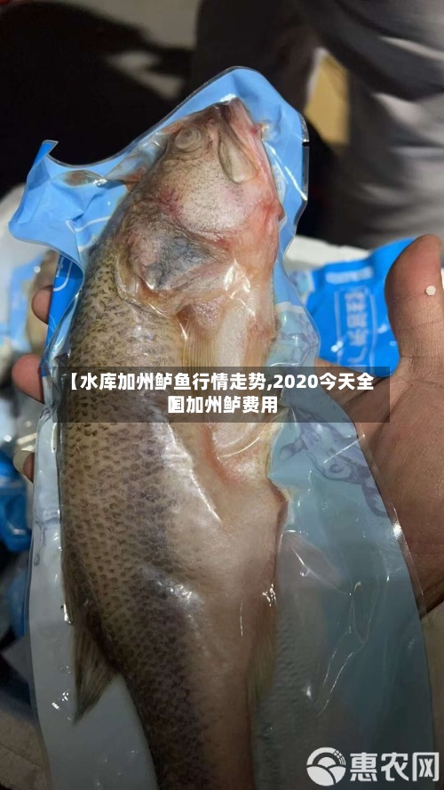 【水库加州鲈鱼行情走势,2020今天全国加州鲈费用】-第3张图片