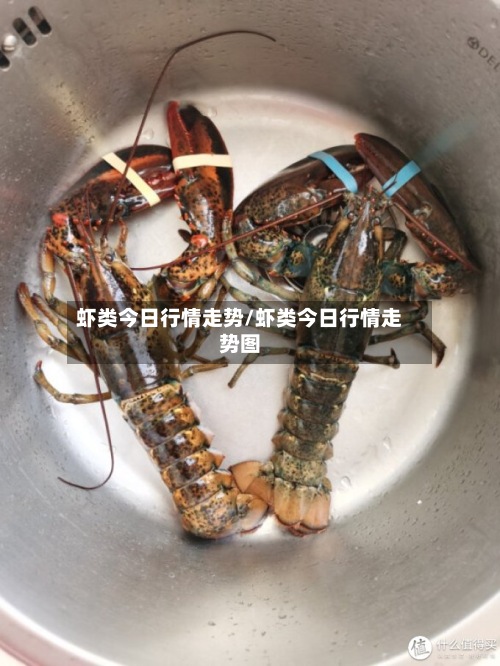 虾类今日行情走势/虾类今日行情走势图-第3张图片