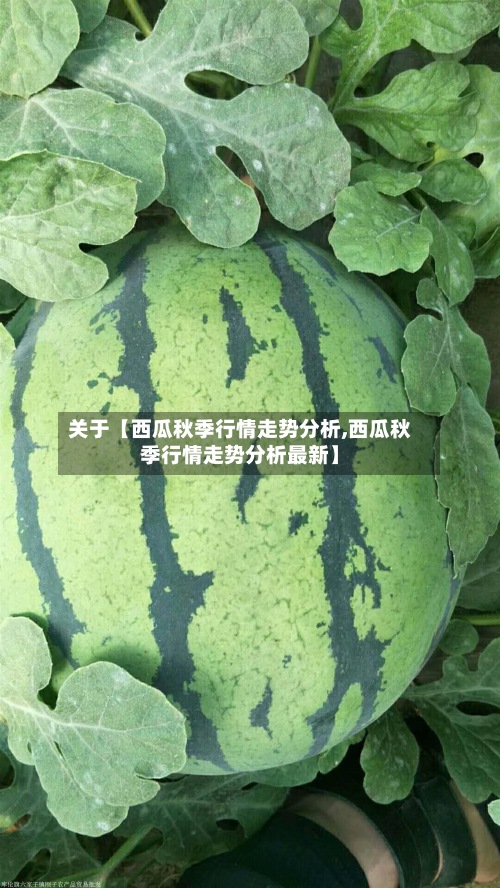 关于【西瓜秋季行情走势分析,西瓜秋季行情走势分析最新】-第3张图片