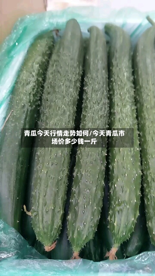 青瓜今天行情走势如何/今天青瓜市场价多少钱一斤-第3张图片