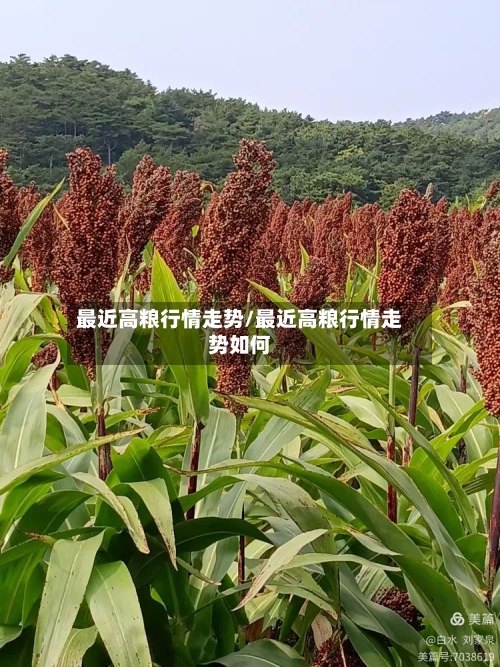 最近高粮行情走势/最近高粮行情走势如何