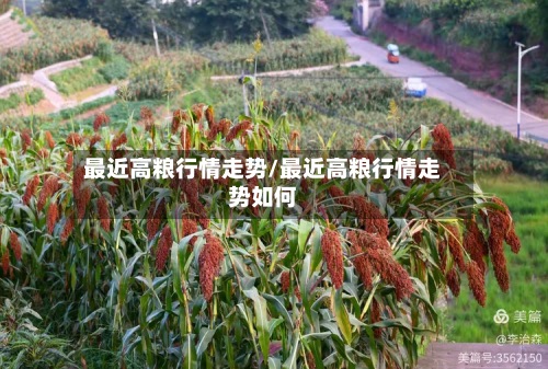 最近高粮行情走势/最近高粮行情走势如何-第2张图片