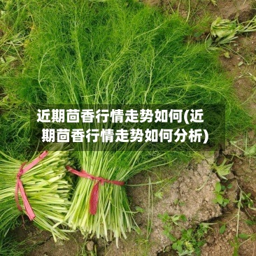 近期茴香行情走势如何(近期茴香行情走势如何分析)-第2张图片