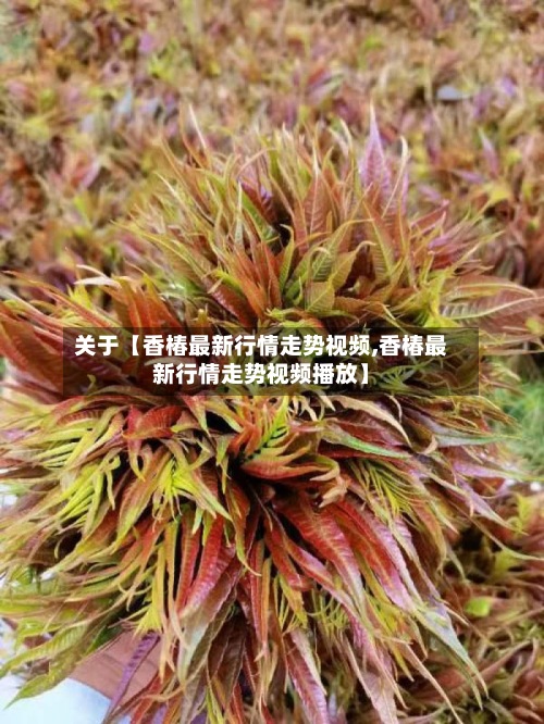 关于【香椿最新行情走势视频,香椿最新行情走势视频播放】-第2张图片