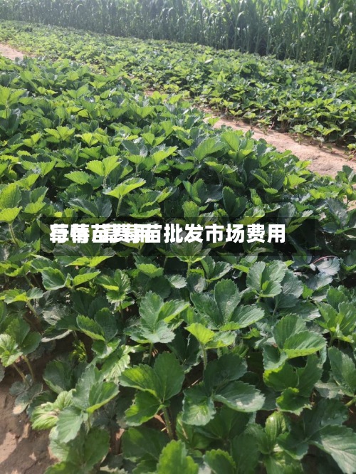 草莓苗费用
行情/草莓苗批发市场费用