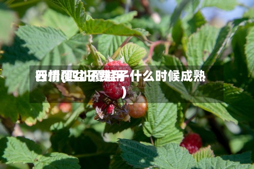 四川覆盆子费用
行情(四川覆盆子什么时候成熟)-第3张图片