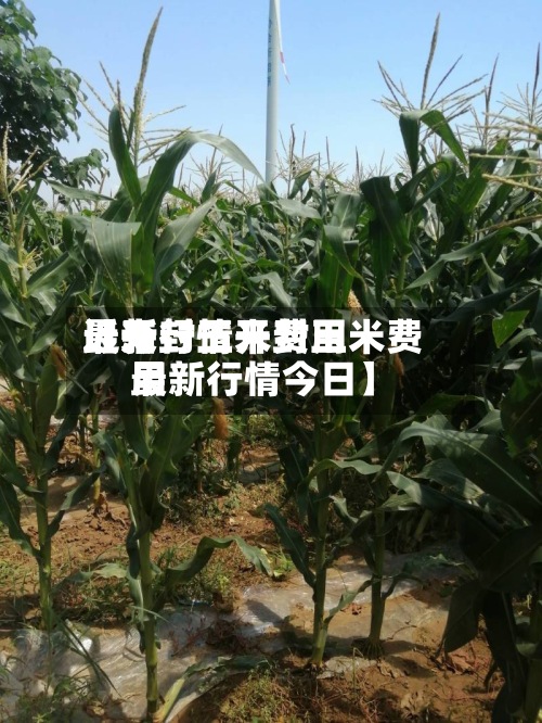 近来
【开封玉米费用
最新行情开封玉米费用
最新行情今日】-第2张图片