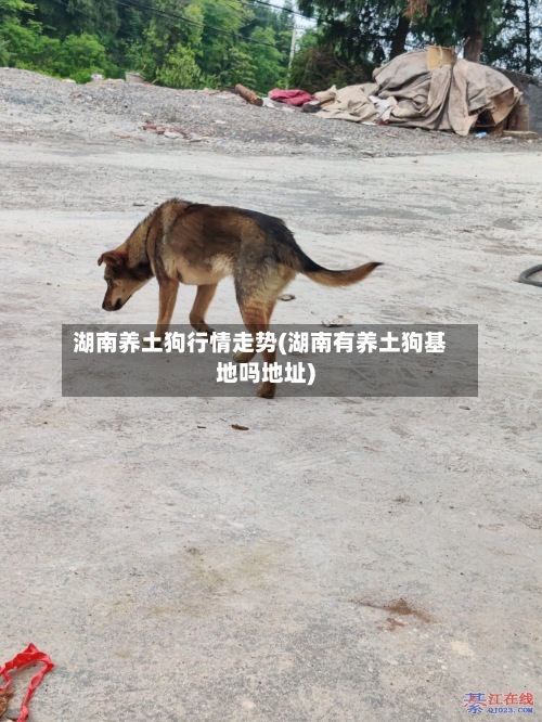 湖南养土狗行情走势(湖南有养土狗基地吗地址)